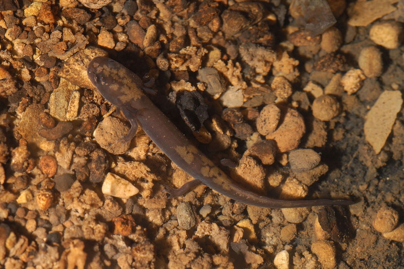Eurycea